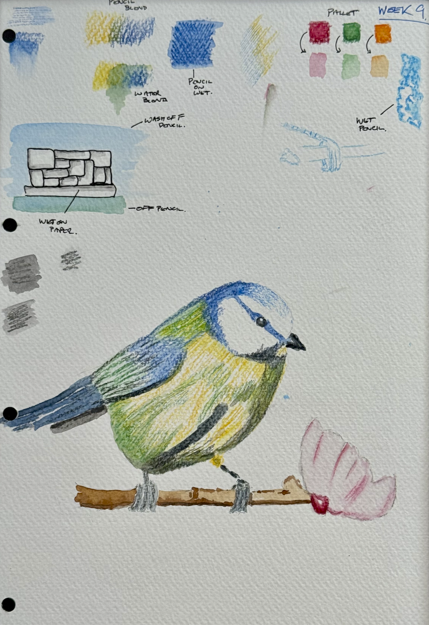 Birds – Watercolour Pencil
